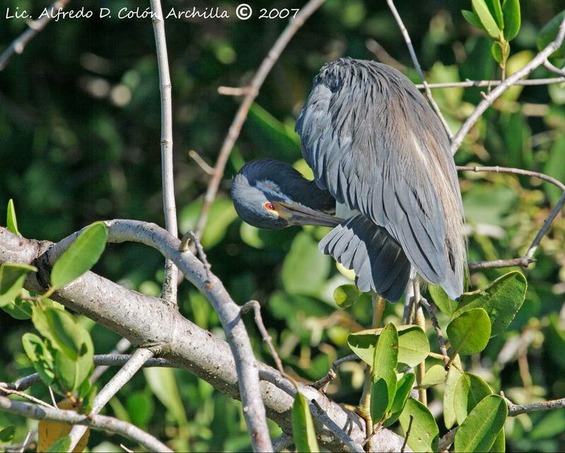 Tricolored Heron