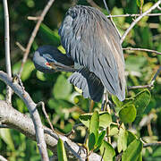 Aigrette tricolore