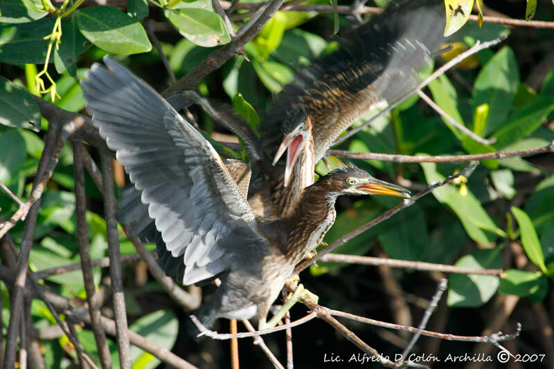 Aigrette tricolorejuvénile