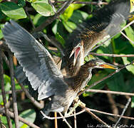 Aigrette tricolore