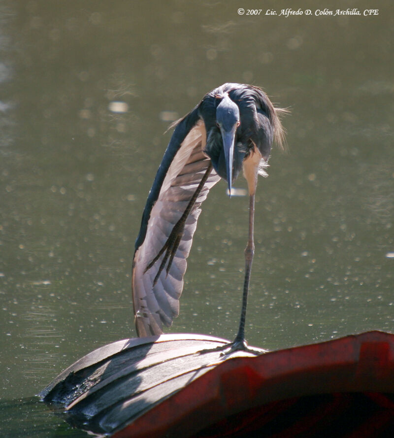 Tricolored Heron