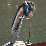 Tricolored Heron