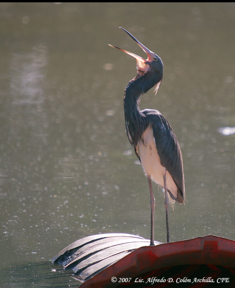 Aigrette tricolore