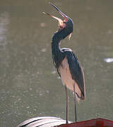 Tricolored Heron