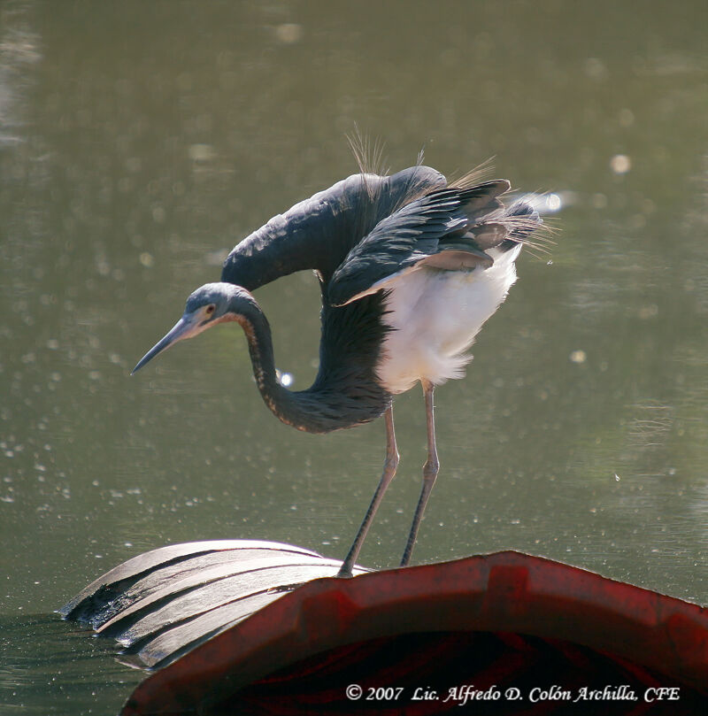 Aigrette tricolore