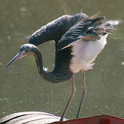 Aigrette tricolore