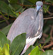 Aigrette tricolore