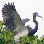 Tricolored Heron