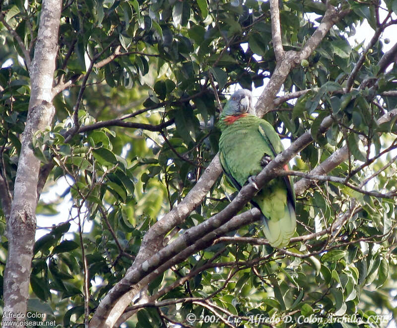 Red-necked Amazonadult