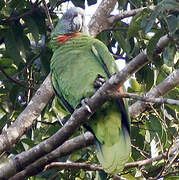 Red-necked Amazon