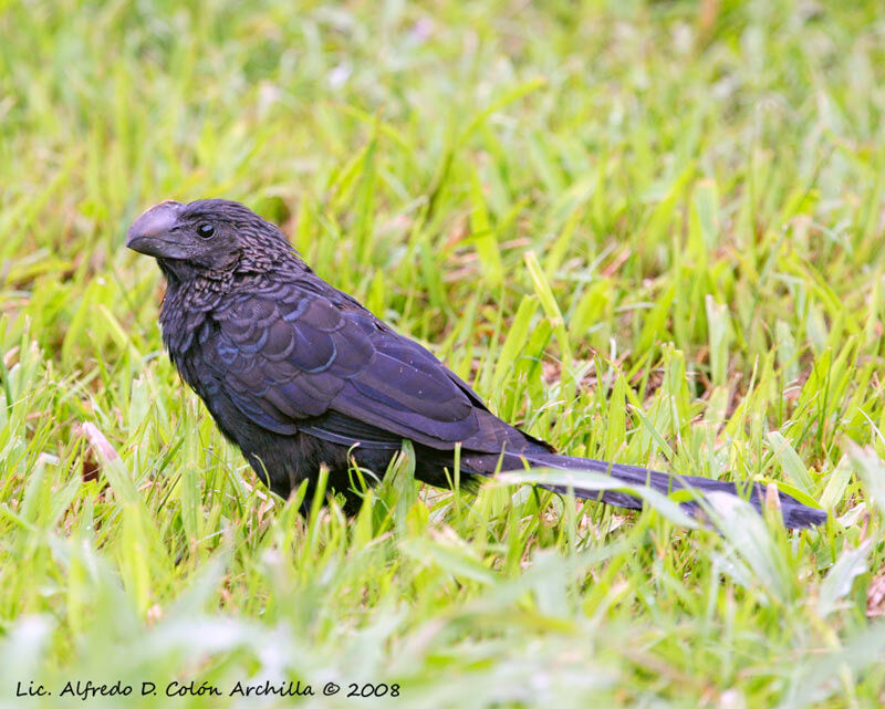 Smooth-billed Ani