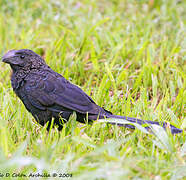 Smooth-billed Ani