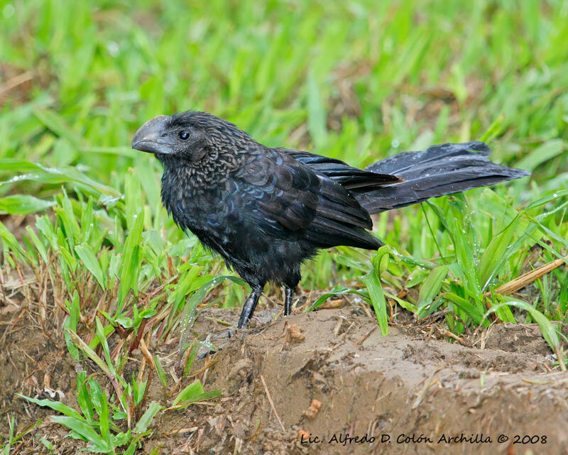 Smooth-billed Ani