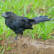 Smooth-billed Ani