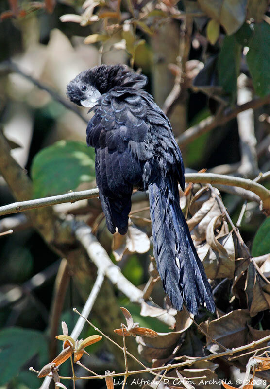 Smooth-billed Ani