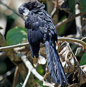 Smooth-billed Ani