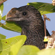 Smooth-billed Ani