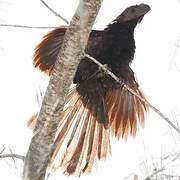 Smooth-billed Ani