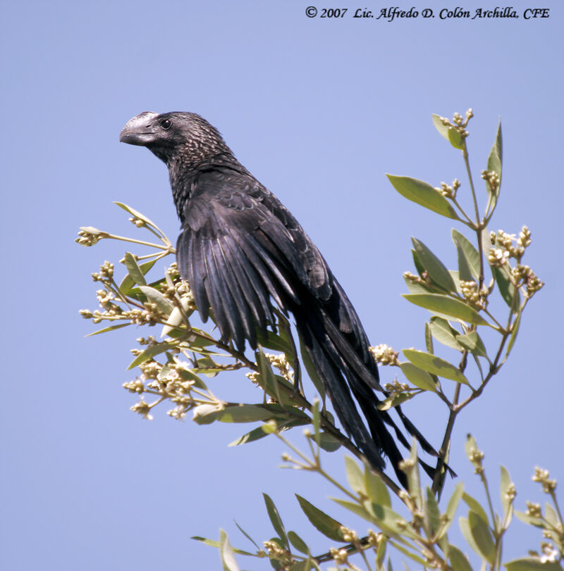 Smooth-billed Ani