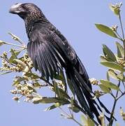 Smooth-billed Ani