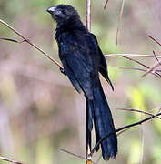 Smooth-billed Ani