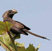 Smooth-billed Ani