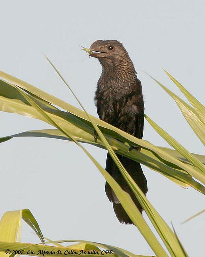 Smooth-billed Ani