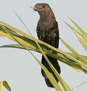 Smooth-billed Ani