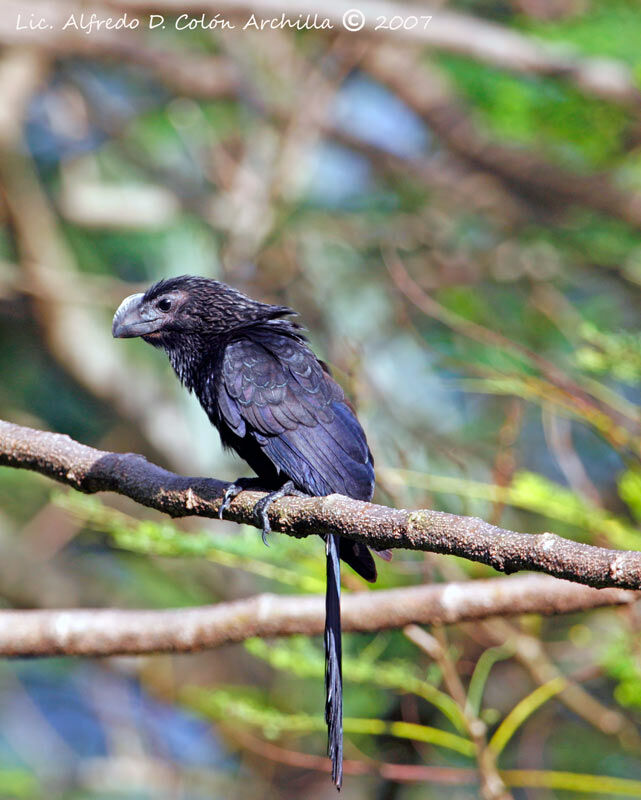 Smooth-billed Ani