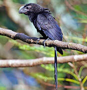 Smooth-billed Ani