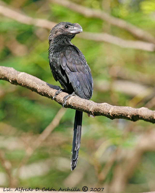 Smooth-billed Ani