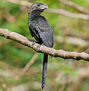 Smooth-billed Ani