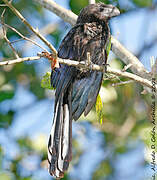 Smooth-billed Ani