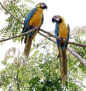 Blue-and-yellow Macaw