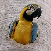 Blue-and-yellow Macaw