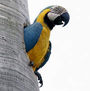 Blue-and-yellow Macaw