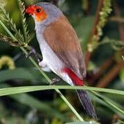 Orange-cheeked Waxbill