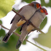 Orange-cheeked Waxbill