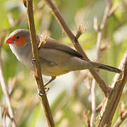 Orange-cheeked Waxbill