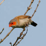 Orange-cheeked Waxbill