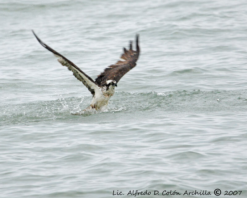 Balbuzard pêcheur