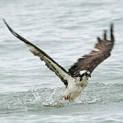 Western Osprey