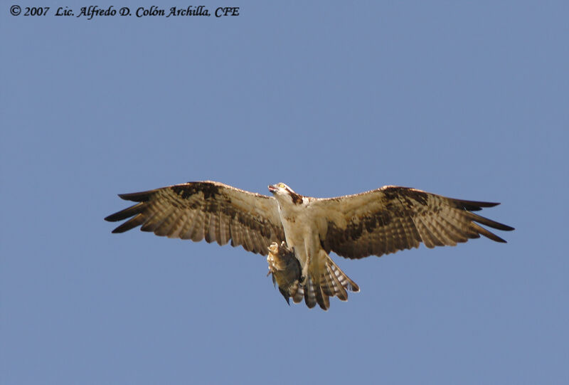 Western Osprey