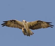 Western Osprey