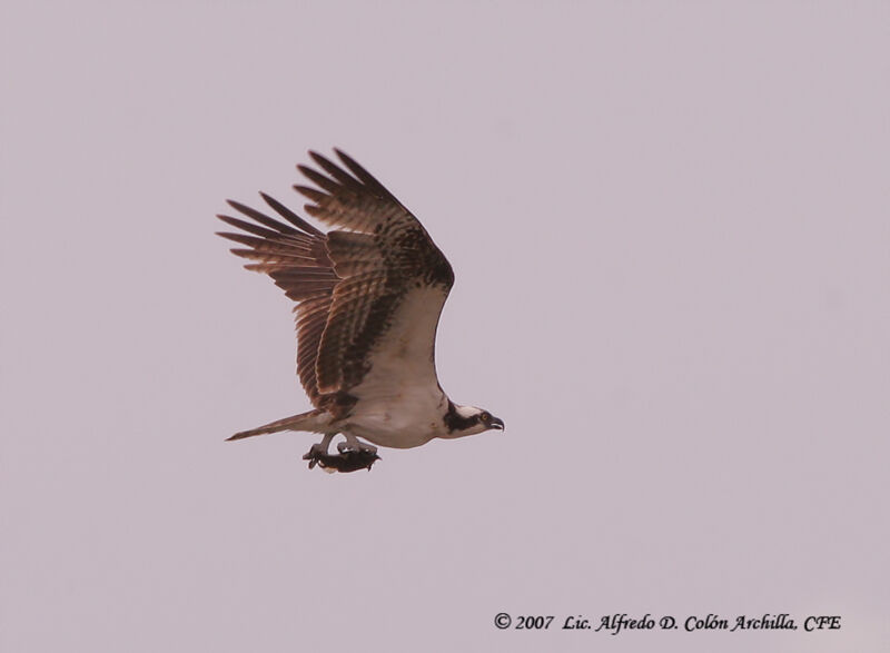 Western Osprey