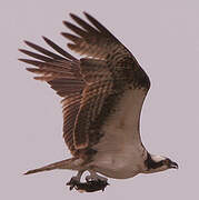 Western Osprey