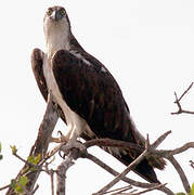 Western Osprey