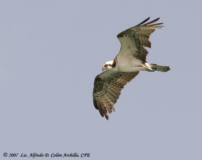 Western Osprey