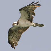 Western Osprey