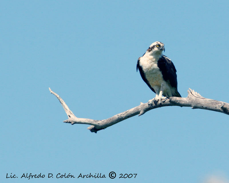 Western Osprey